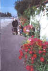 mauerherbst.jpg (36084 Byte)