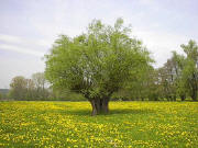 Frhling 2002 im Maisbacher Tal bei Heidelberg